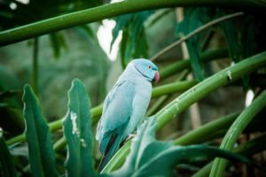 Фото Обитатели оранжереи для свиданий