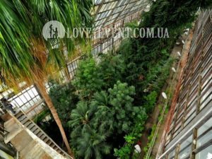 Фото Тропической оранжереи для свиданий и предложений