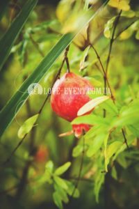 Фото Тропической оранжереи для свиданий и предложений