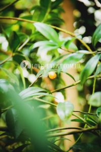 Фото Тропической оранжереи для свиданий и предложений