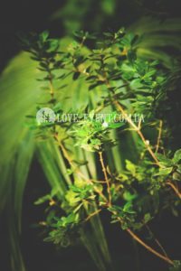 Фото Тропической оранжереи для свиданий и предложений