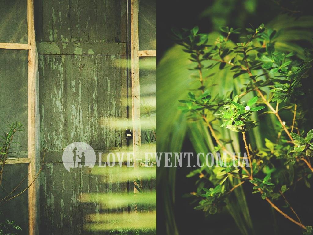 Фото Тропической оранжереи для свиданий и предложений