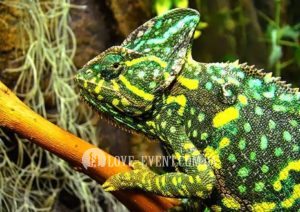 Фото Оранжерея для свиданий и предложений