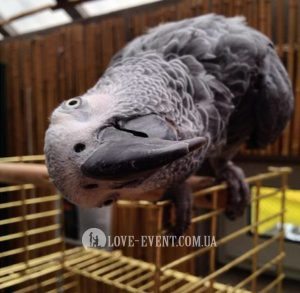 Фото Оранжерея для свиданий и предложений