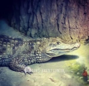 Фото Оранжерея для свиданий и предложений