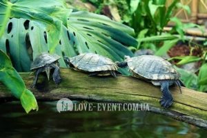 Фото Оранжерея для свиданий и предложений