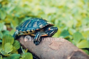 Фото Оранжерея для свиданий и предложений