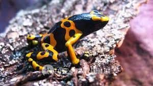 Фото Оранжерея для свиданий и предложений